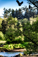Forks, WA