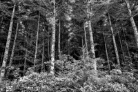 Forks, WA