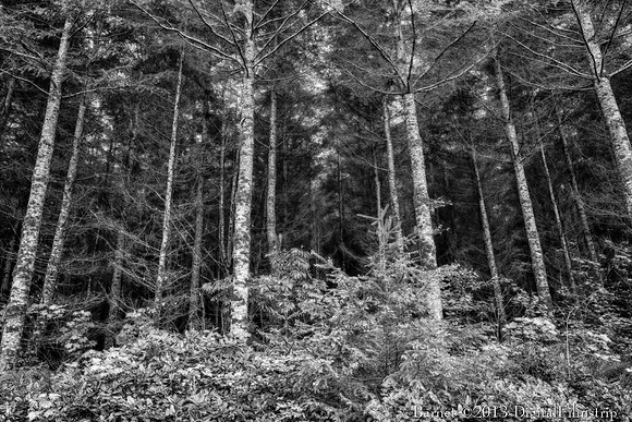 Forks, WA