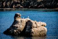 Point Lobos State Park