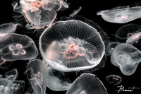 Moon Jellies