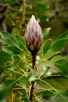 Kula Botanical Gardens