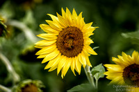 Sunflower farm for Bio Diesel Project - Hwy 380
