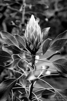 Kula Botanical Gardens
