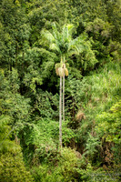 Am I the "Only" Palm here?